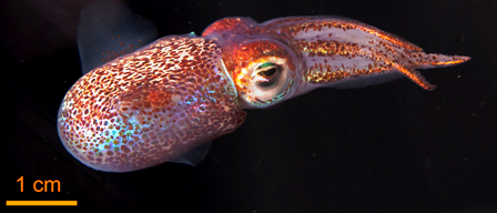 Adult Hawaiian bobtail squid